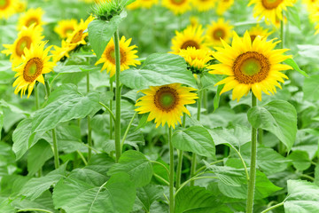 It has become the best time to see sunflowers.