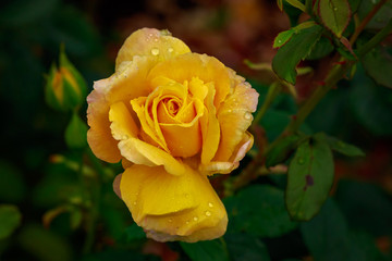 Fragrant Rose in Full Blossom