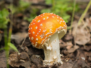 A small toadstool with a raised hat in the green grass.