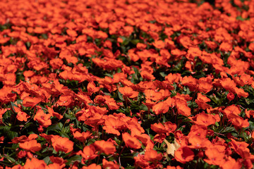 red flower blossoms background