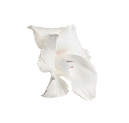 Obraz premium Beautiful delicate gladiolus flower on white background