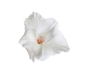Fototapeta na wymiar Beautiful delicate gladiolus flower on white background