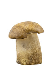 Beautiful big white mushroom isolated on white background.
