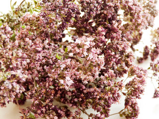 Oregano on white