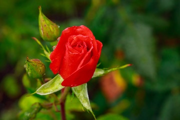 Fragrant Rose in Full Blossom