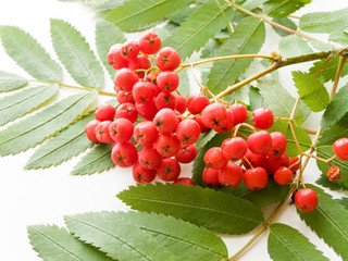 Rowan berry on white