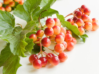Viburnum on white
