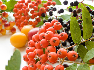Berries on white