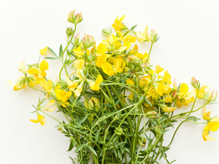 Astragalus on white