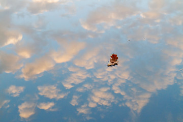 Naklejka na ściany i meble boat made of leaves is floating in the autumn lake