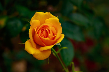 Fragrant Rose in Full Blossom