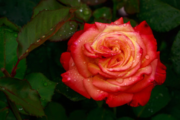 Fragrant Rose in Full Blossom