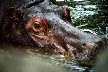 Fototapeta premium Closeup large African animal with thick body and hairless skin named Hippopotamus enjoy life in water.