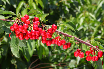 Red sweet cherry grows on the tree. Ripe juicy berries and green leaves against sunlight. Fruit orchard. Gardening. Agriculture. Harvesting on sunny day