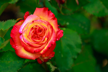 Fragrant Rose in Full Blossom