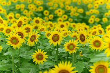 Obraz premium It has become the best time to see sunflowers.