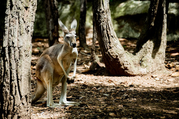 Beautiful young curious Kangaroo isolated among dry big tree enjoy sunshine on summer day.