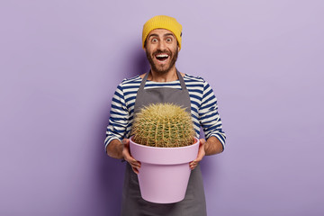 Happy male botanist suprised cactus grew so quickly, holds purple pot with prickly houseplant,...