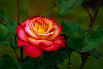 Fragrant Rose in Full Blossom