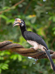 Oriental Indo Malayan Pied Hornbill