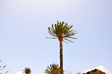 Fototapeta premium Palm Tree Top on a Sunny Day