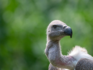 White-backed Vulture Gyps africanus