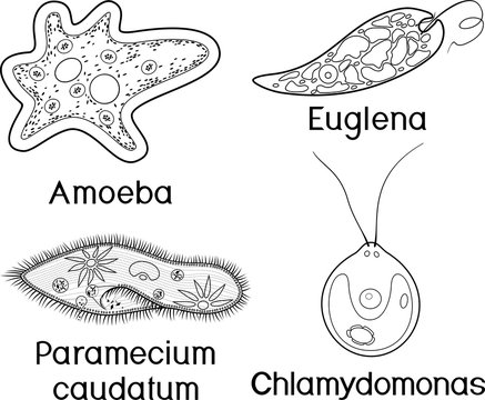 Coloring page. Set of unicellular organisms (protozoa): Paramecium caudatum, Amoeba proteus, Chlamydomonas and Euglena viridis