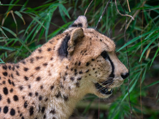 Cheetahs in a captive environment