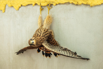 Kestrel flips upside down. The bird hangs in a funny pose. Wrong situation concept.