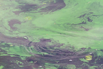 blooming algae water in the river