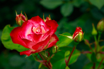 Fragrant Rose in Full Blossom