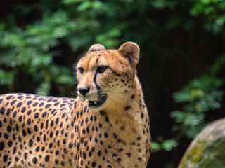 Cheetahs in a captive environment