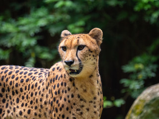 Cheetahs in a captive environment