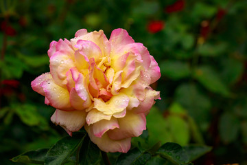 Fragrant Rose in Full Blossom