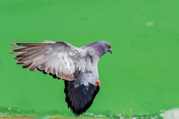 dove flying on green background