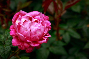 Fragrant Rose in Full Blossom