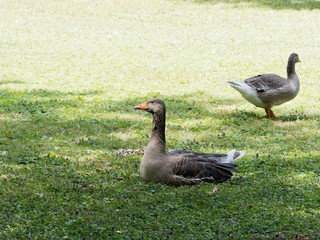 Anser anser | L’Oie cendrée