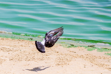 dove flying over a sandy beach