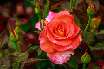 Fragrant Rose in Full Blossom