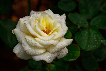 Fragrant Rose in Full Blossom