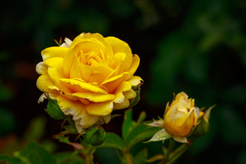 Fragrant Rose in Full Blossom