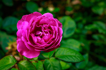 Fragrant Rose in Full Blossom
