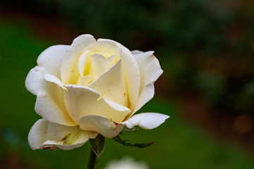Fragrant Rose in Full Blossom