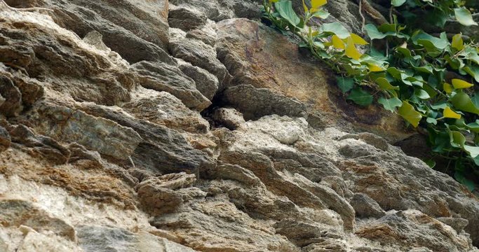 Bees Nest In The Ruins Of Pernstein Castle, Czech Republic