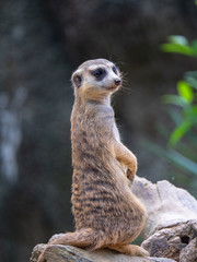 Meerkat (Suricate) on the lookout 