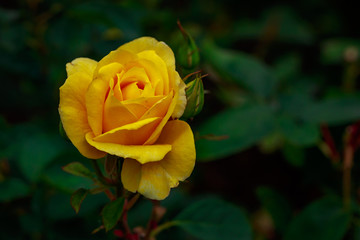 Fragrant Rose in Full Blossom