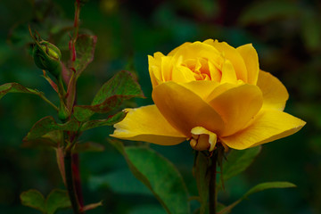Fragrant Rose in Full Blossom