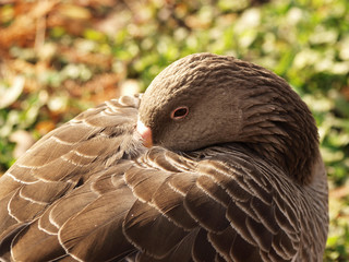 Anser anser | Oie cendrée dormant