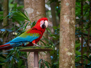 Red Macaw Colourful New World parrots