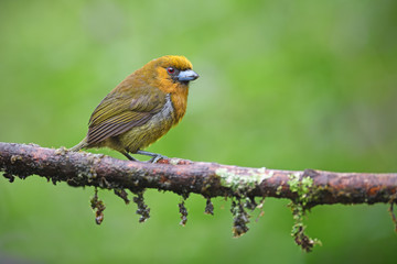 Prong-billed barbet sitting on moss branch